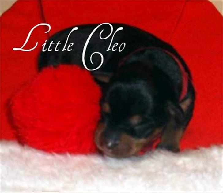 Prazsky krysarik Cleo (Bims) billede 2