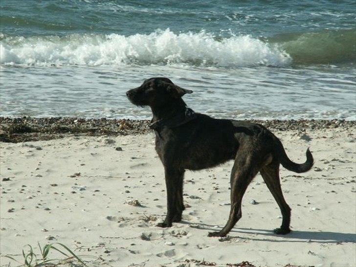 Blanding af racer Kira billede 17