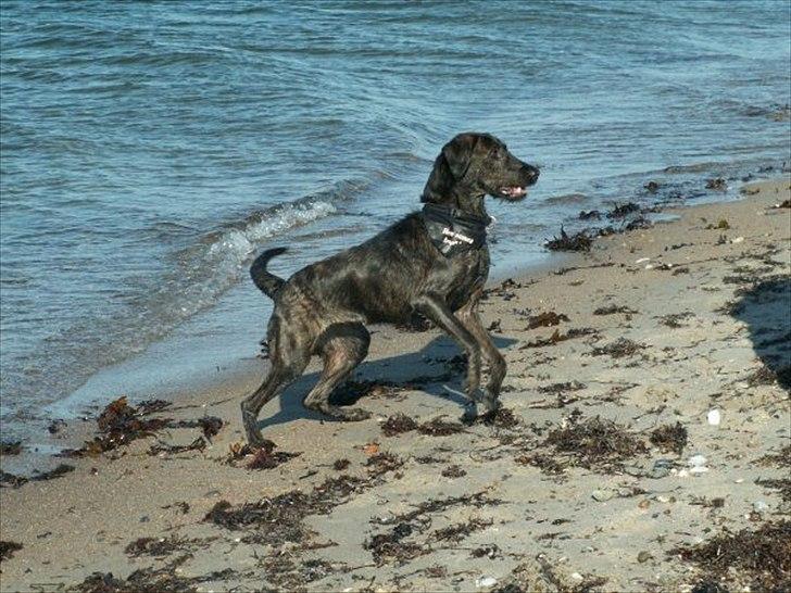 Blanding af racer Kira billede 18