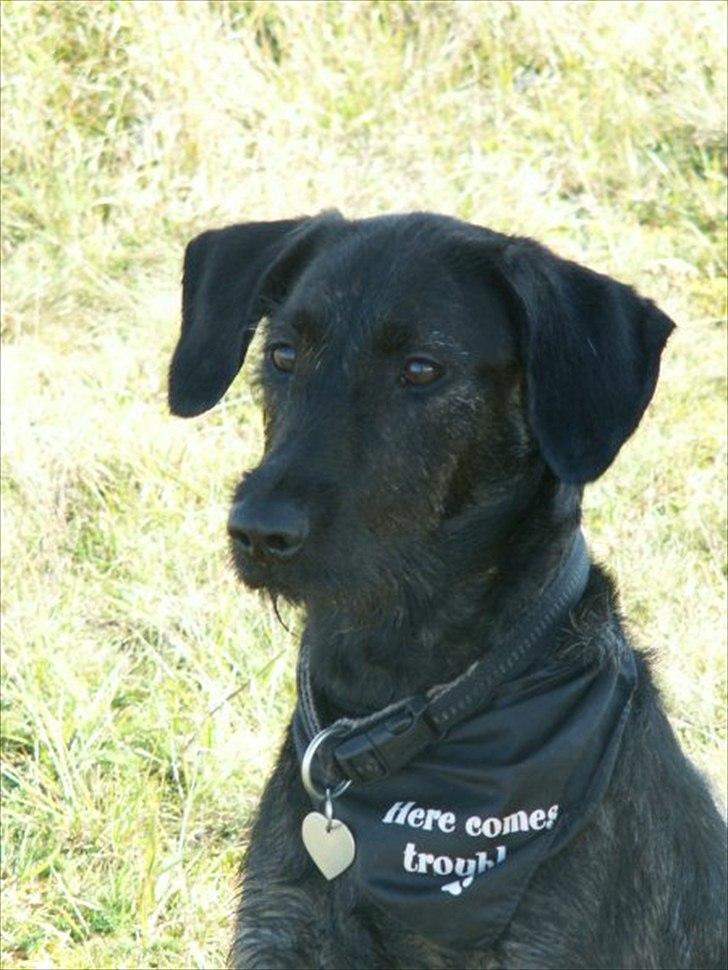 Blanding af racer Kira billede 19