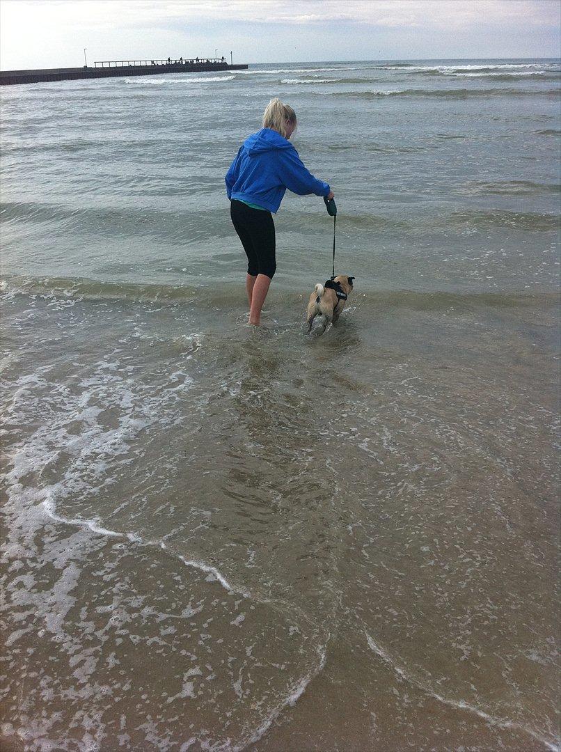 Mops Uffe - wuuuuuw det er fedt det her!!:) billede 14