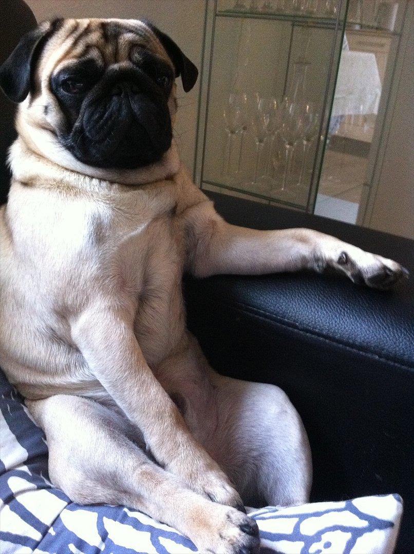 Mops Uffe - aarrgg efter hård dag er der intet bedre end lidt tv :) billede 1