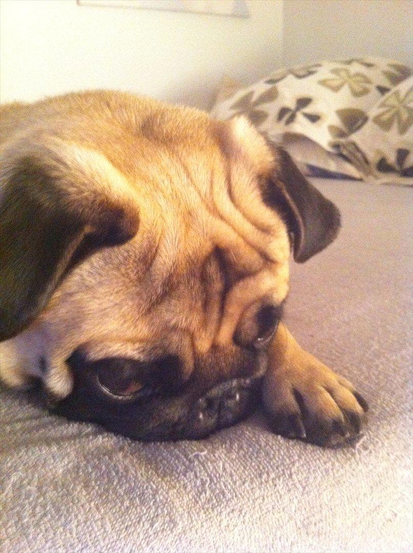 Mops Uffe - Stille mor, jeg prøver at lade som om jeg sover, så jeg kan ligge i sengen og brede mig ! billede 2