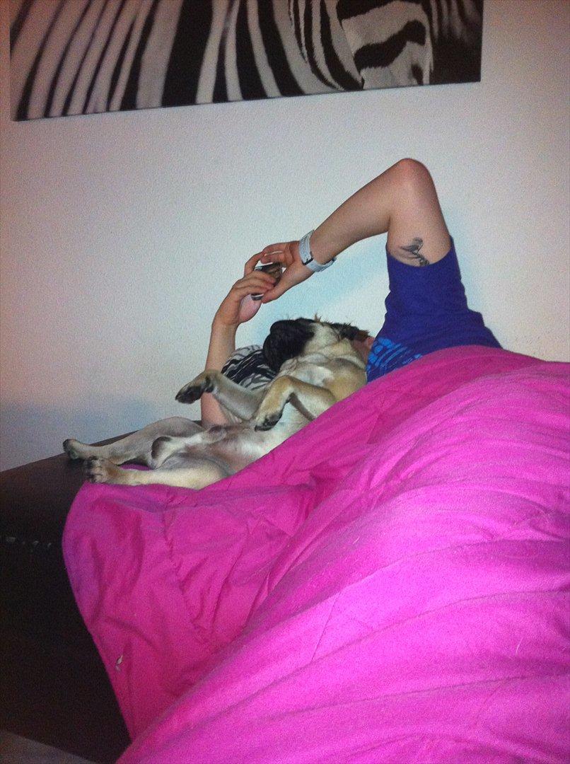 Mops Uffe - kigger lige hvem far skriver med :D billede 16