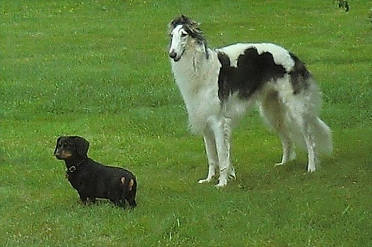Borzoi Mille billede 4