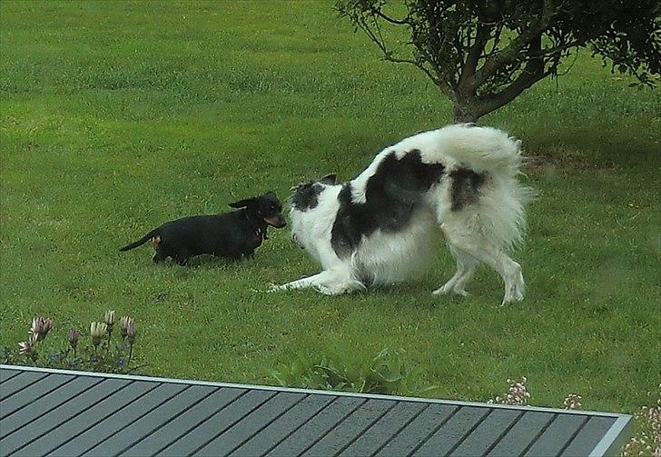 Borzoi Mille billede 5