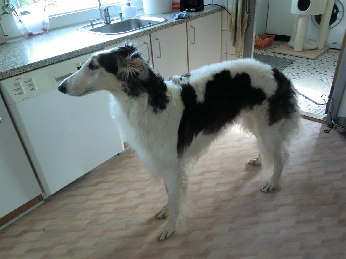Borzoi Mille billede 11