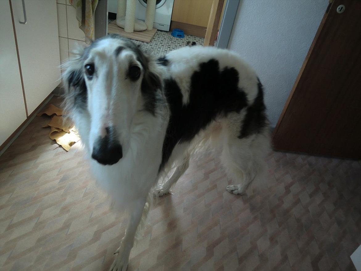 Borzoi Mille billede 13