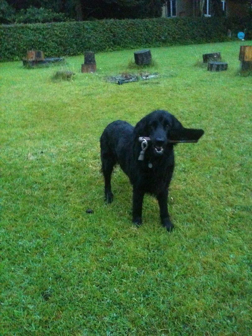 Flat coated retriever Ladytown (Lady) billede 2