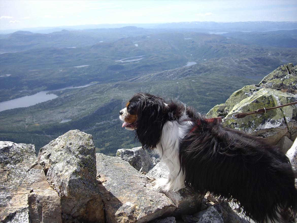 Cavalier king charles spaniel Fægge - En stolt Fægge er gået op på topen af bjerget Gausta i Norge. 3 timer op og 2 timer ned. Og så var hun ikke en gang mere træt end at hun ville bade i en sø bagefter. billede 20