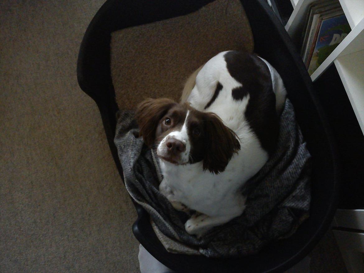 Field Trial spaniel Kissy billede 1