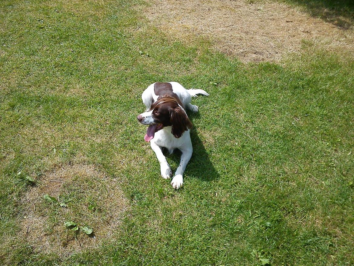Field Trial spaniel Kissy billede 2
