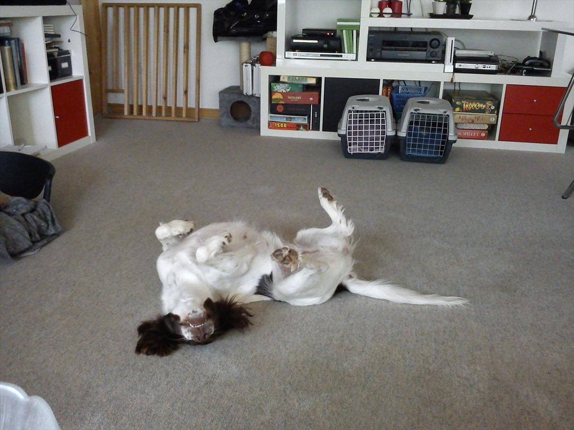 Field Trial spaniel Kissy billede 3