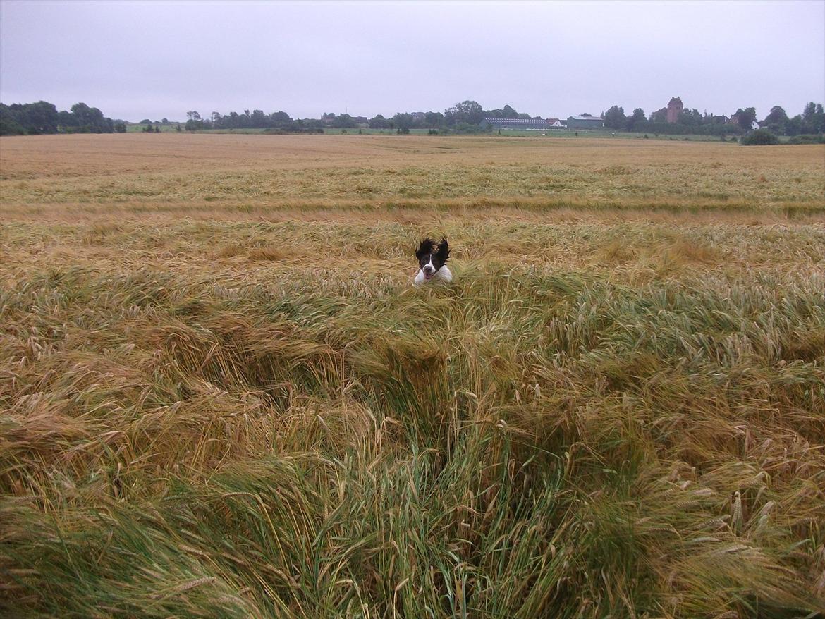Field Trial spaniel Kissy billede 4