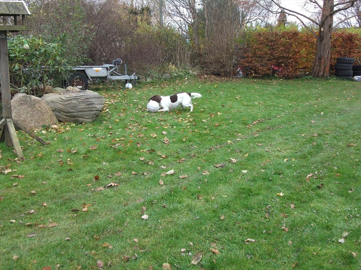 Field Trial spaniel Kissy billede 5