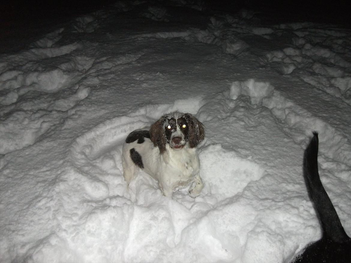 Field Trial spaniel Kissy billede 6