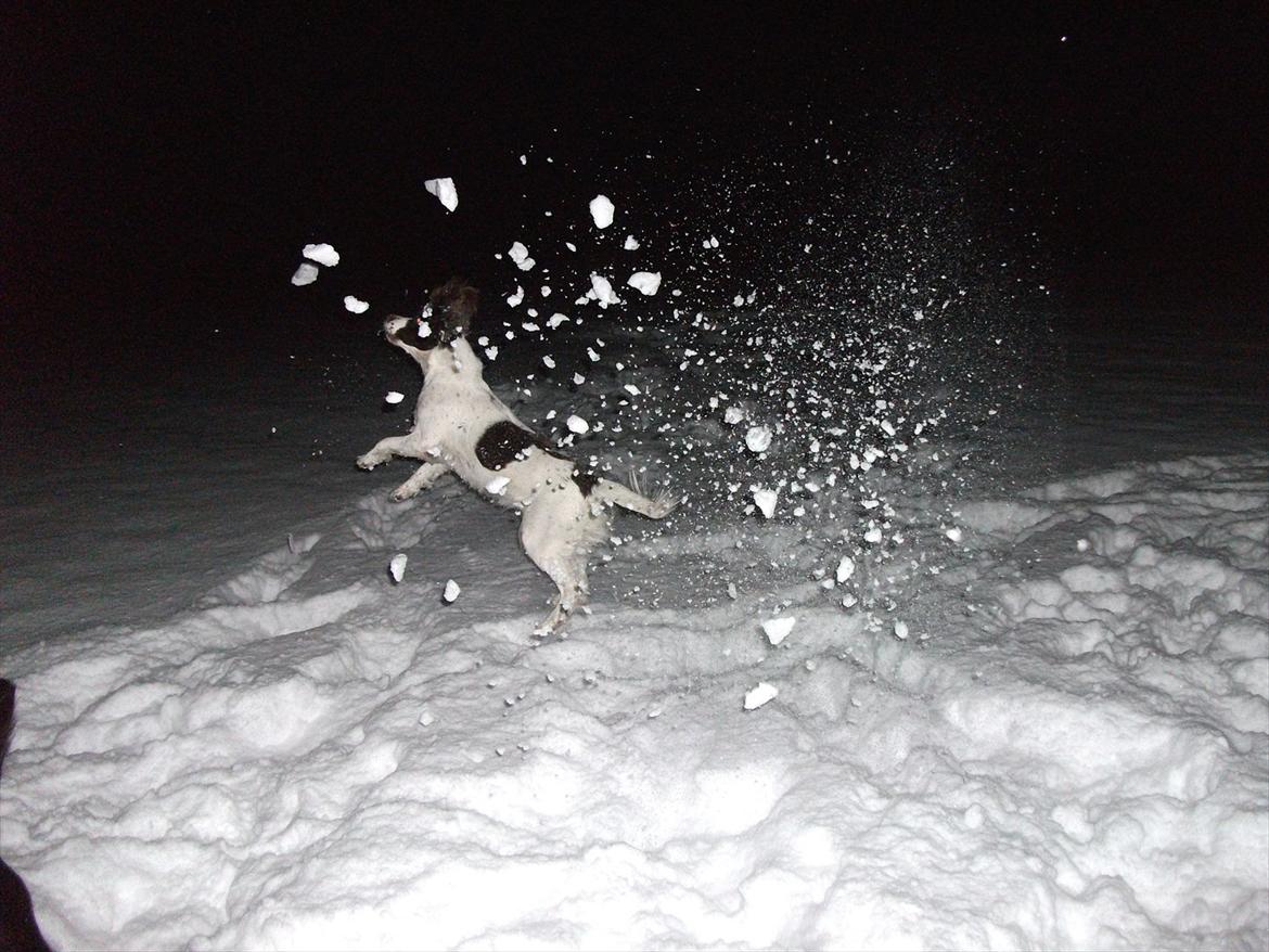 Field Trial spaniel Kissy billede 7