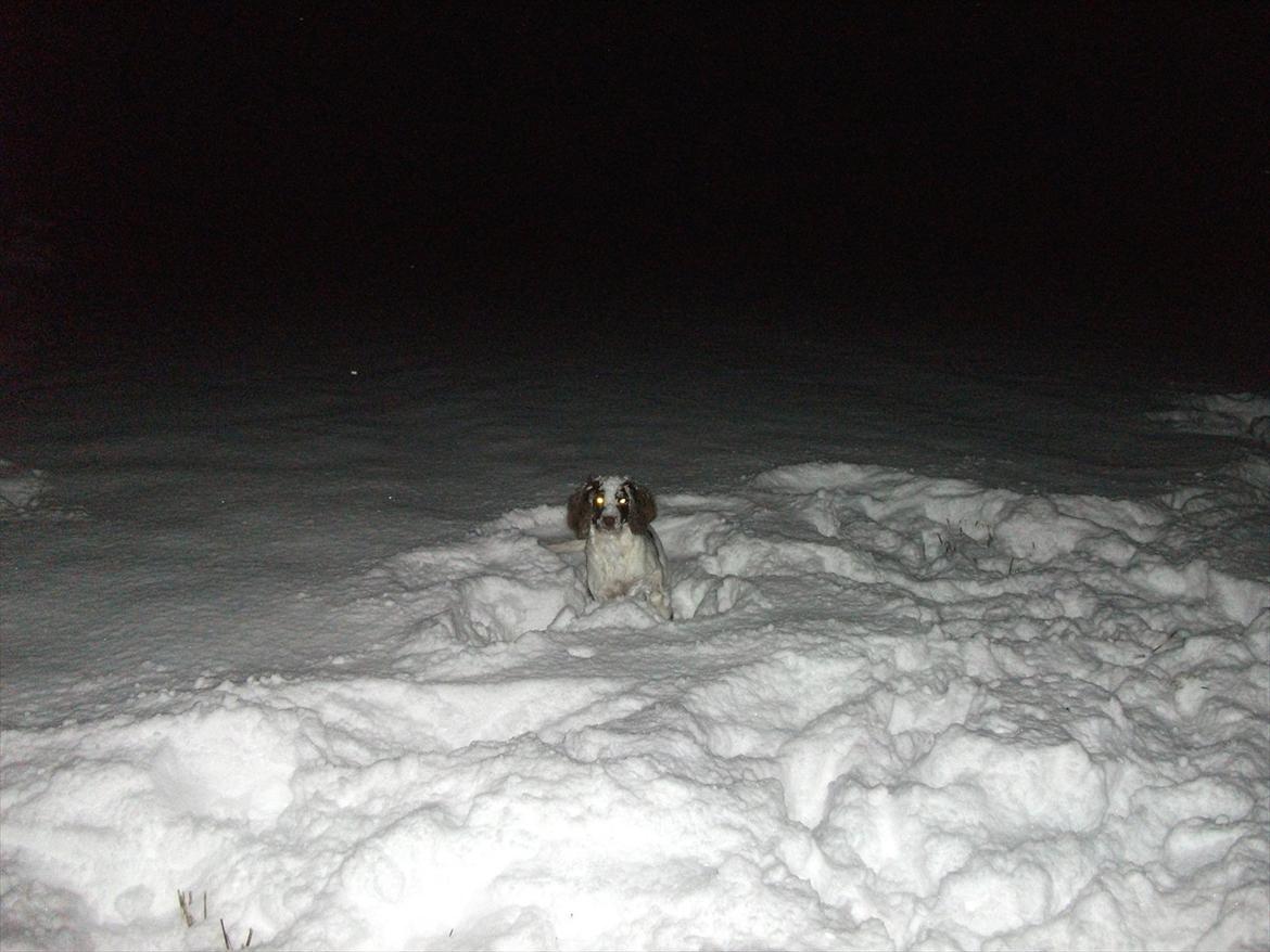 Field Trial spaniel Kissy billede 8