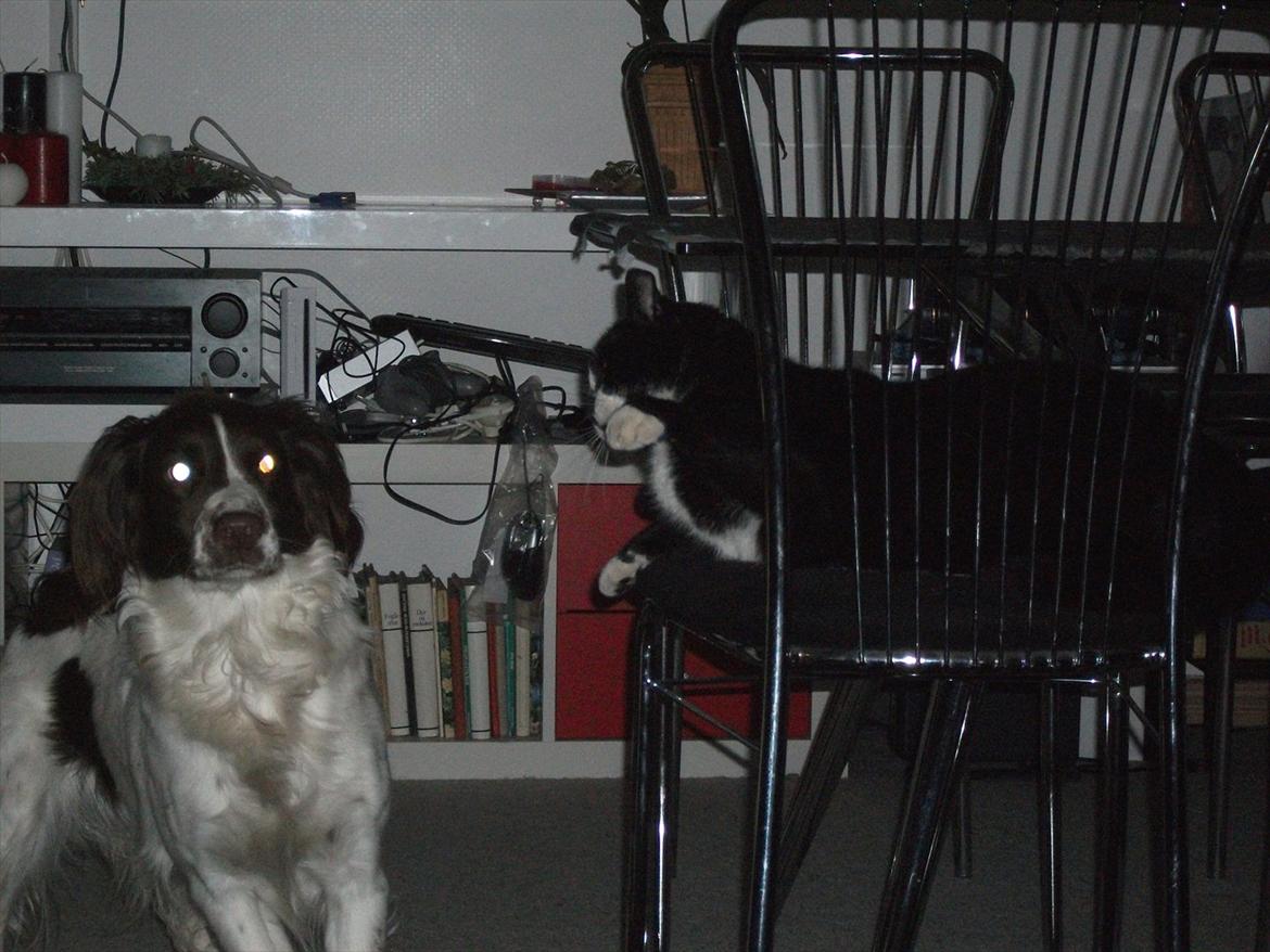 Field Trial spaniel Kissy billede 10