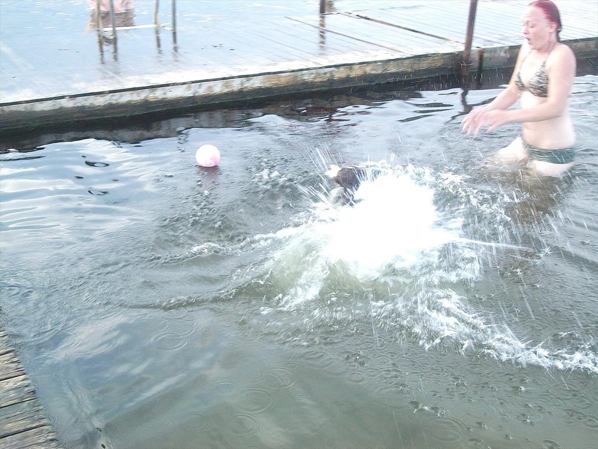 Field Trial spaniel Kissy billede 11