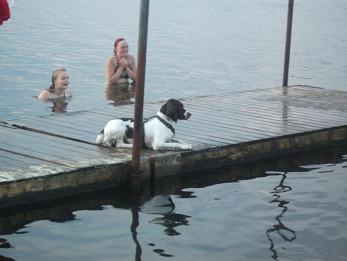 Field Trial spaniel Kissy billede 12