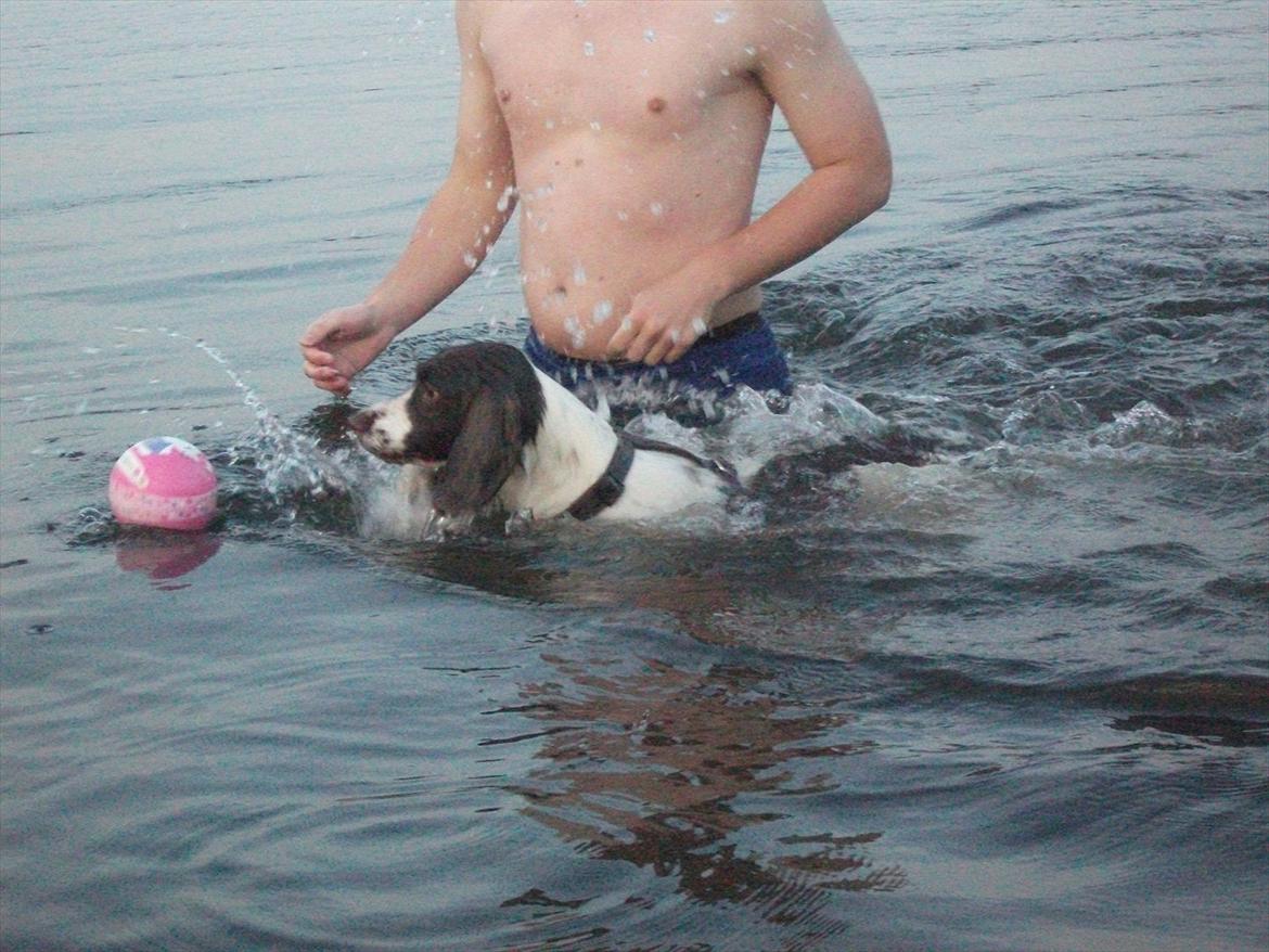 Field Trial spaniel Kissy billede 13