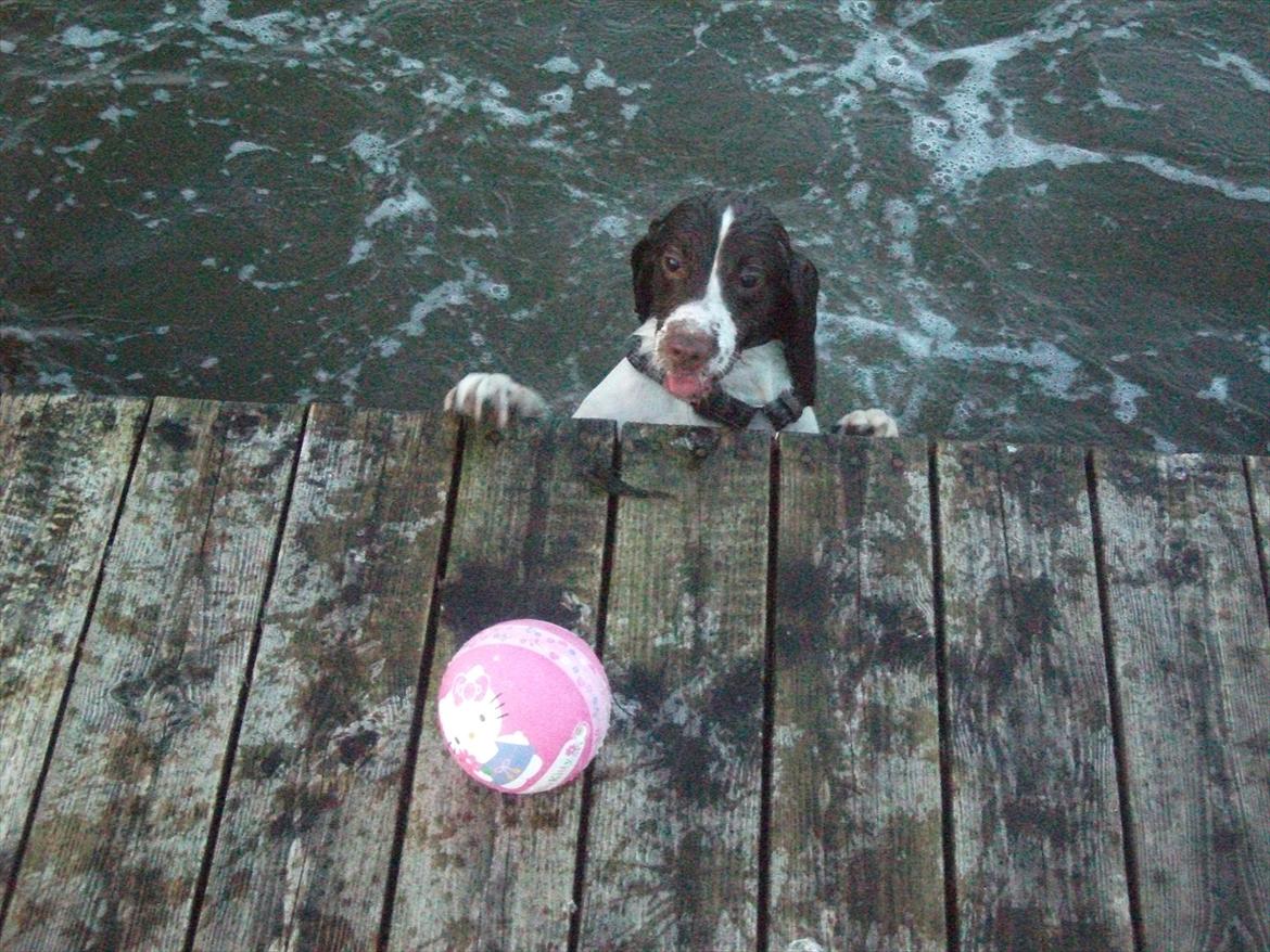 Field Trial spaniel Kissy billede 14