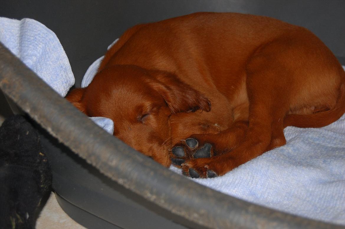 Irsk setter Skovlykkens Tenna - Zzzzzzzzzzzzzzzzzzz! Nu vil jeg sove! Så hejhej! Men du må gerne ligge en kommetar:D og en bedømlse_:D billede 20