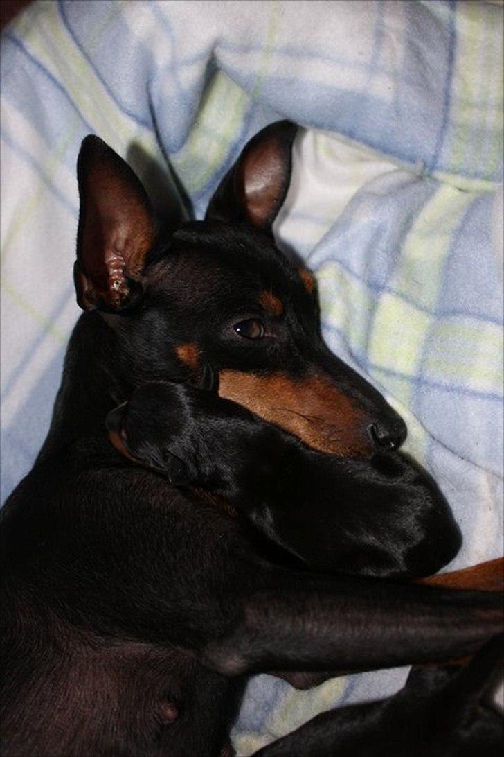 Engelsk toy terrier Historical Diamonds Afrodite - mor Foxy med hvalp billede 2