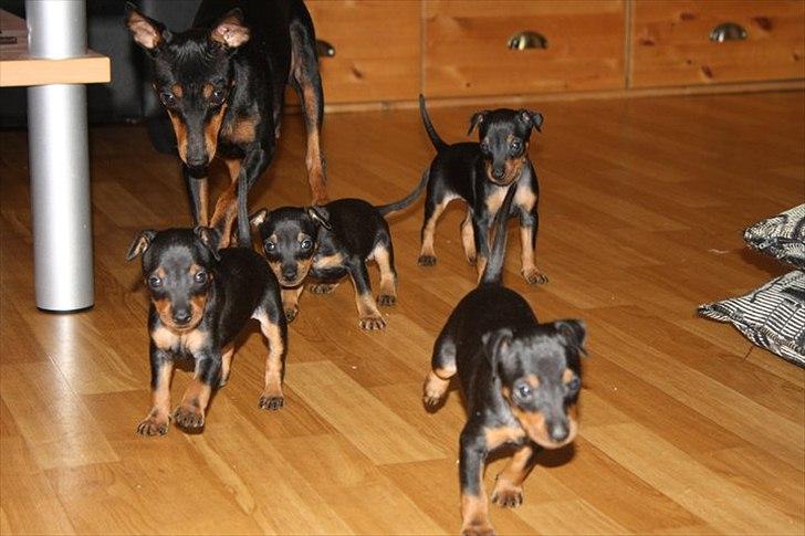 Engelsk toy terrier Historical Diamonds Afrodite - se hvad vi kan nu billede 3