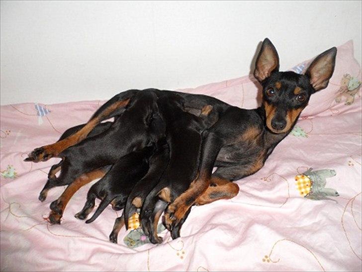 Engelsk toy terrier Historical Diamonds Afrodite - mor Foxy med hele kuldet billede 5