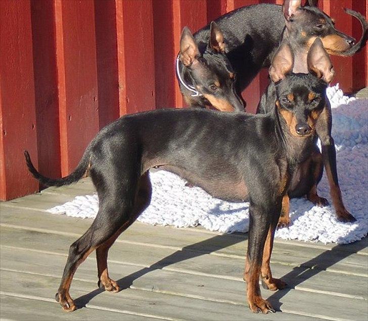 Engelsk toy terrier Historical Diamonds Afrodite - mor Foxy billede 6