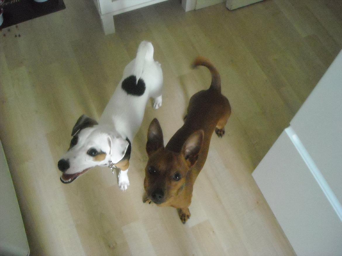 Jack russell terrier Minnie billede 17