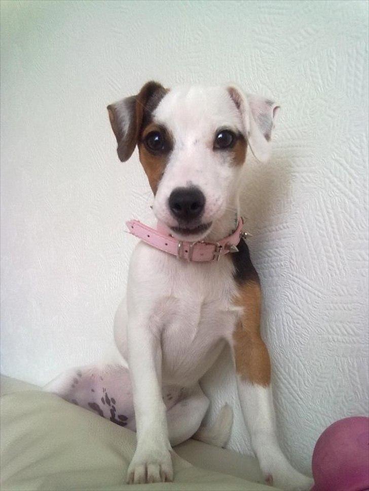 Jack russell terrier Minnie - Et halvt år billede 18