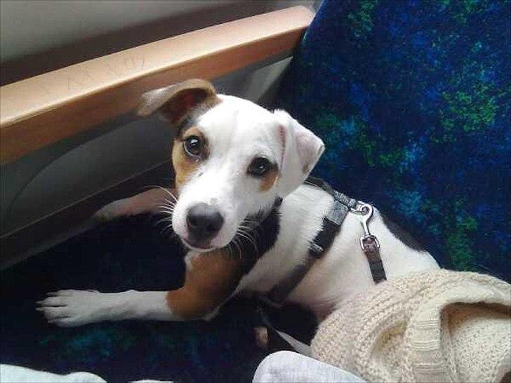 Jack russell terrier Minnie billede 19