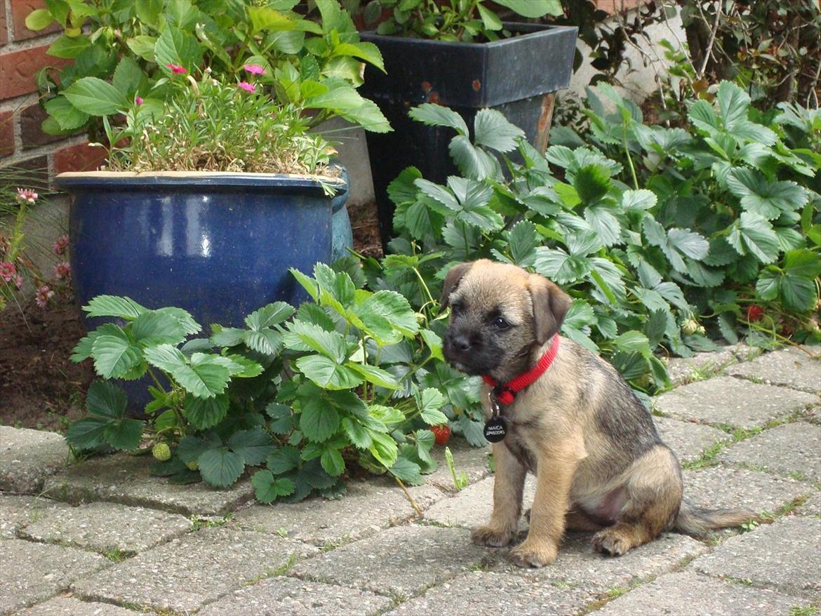 Border terrier Lutra´s Jamaica  - Ca. 2 mdr. gammel billede 1