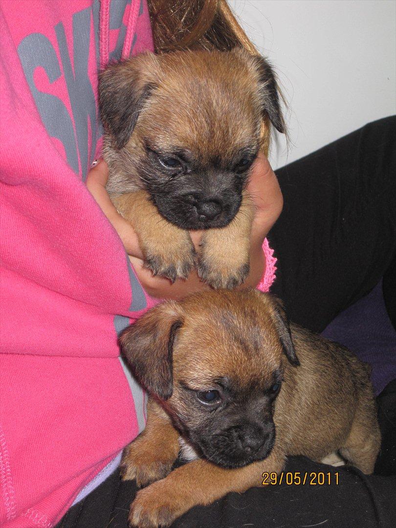 Border terrier Lutra´s Jamaica  - Mig som helt lille. billede 2