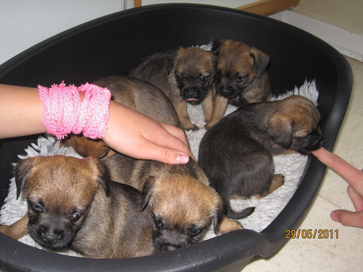 Border terrier Lutra´s Jamaica  - Mig og mine 5 søskende, da vi kun var nogle uger  gamle. billede 3