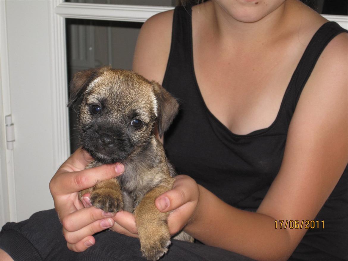 Border terrier Lutra´s Jamaica  - Her er jeg sammen med min "søster", da jeg var 2 mdr. gammel og lige kommet til min nye familie. billede 4