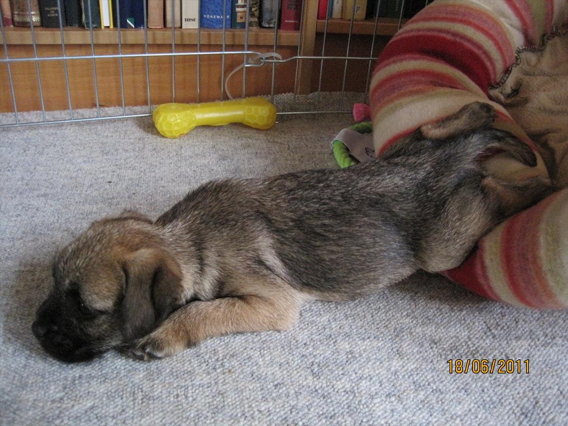 Border terrier Lutra´s Jamaica  - Jeg hader varme, så når jeg får det for varmt, så må jeg krybe lidt ud af min kurv. billede 5