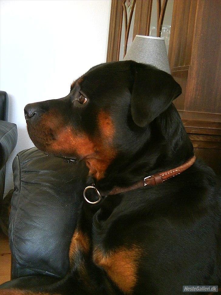 Rottweiler chico  billede 1