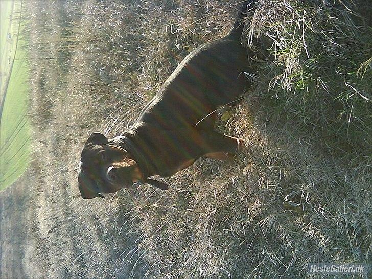 Rottweiler chico  billede 2