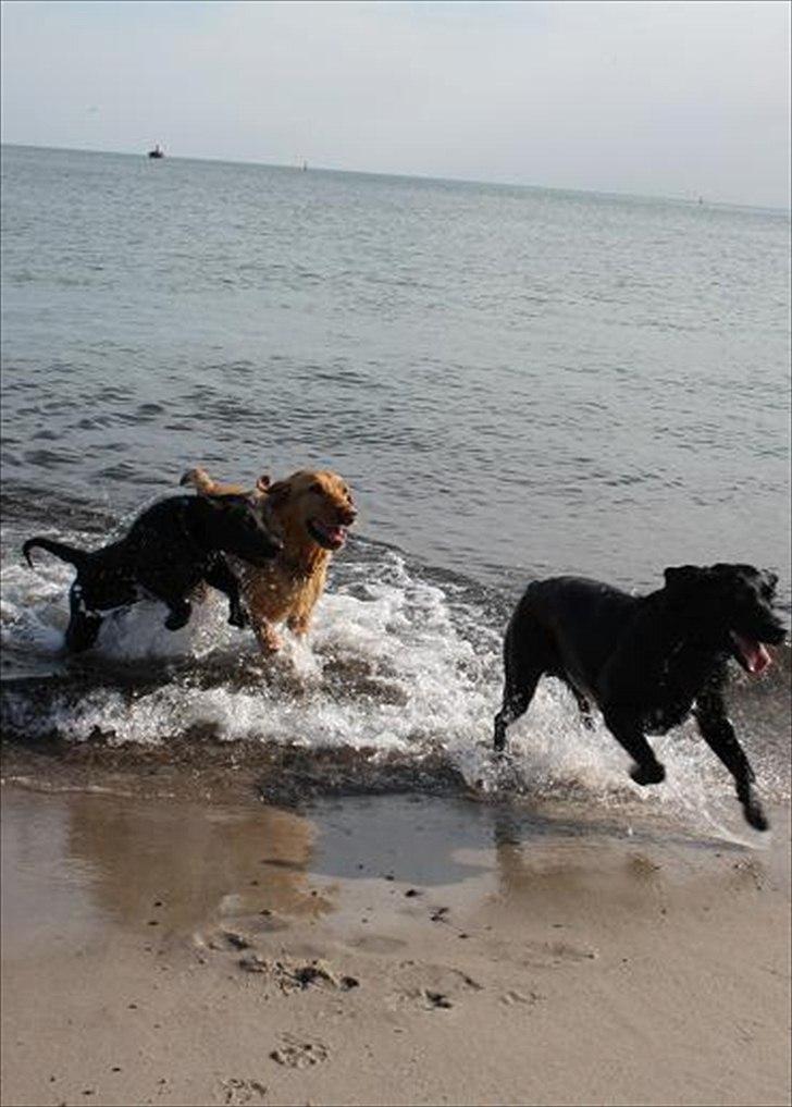 Labrador retriever Alina Mark Bustrup (formel 1) - Chili sammen med sin søster og Balou billede 16