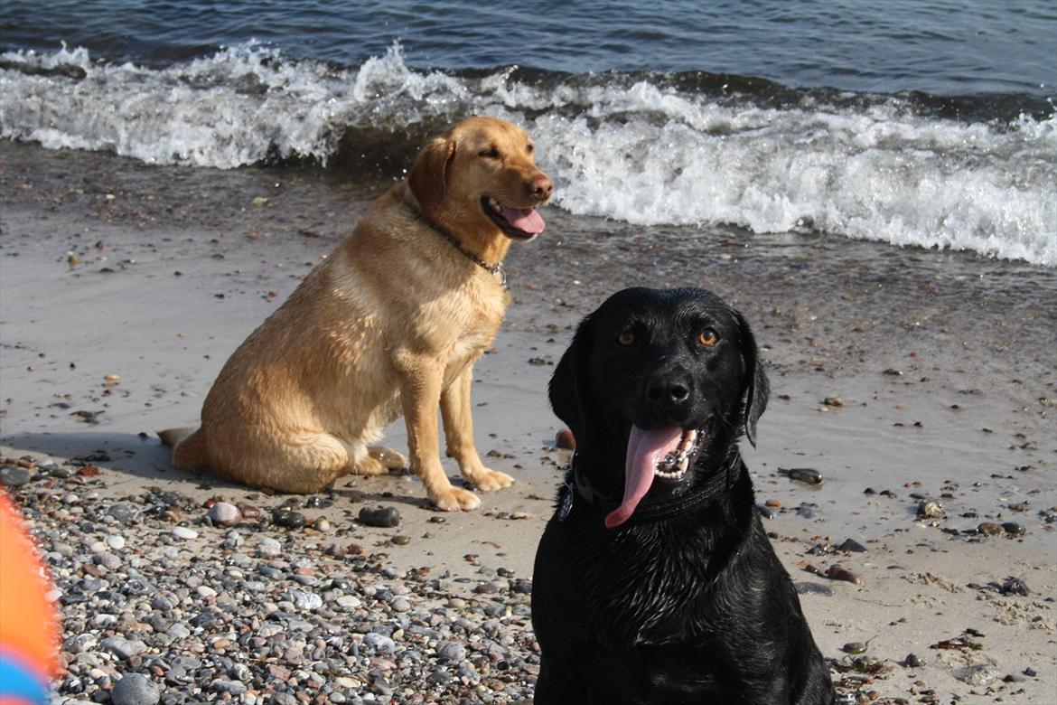 Labrador retriever Alina Mark Bustrup (formel 1) - En sommerdag på stranden <3 billede 17