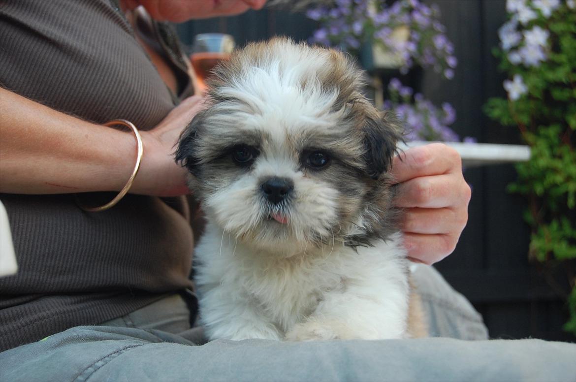 Shih tzu Topper - Bliver friseret at mutti i haven .
- 11 uger billede 4