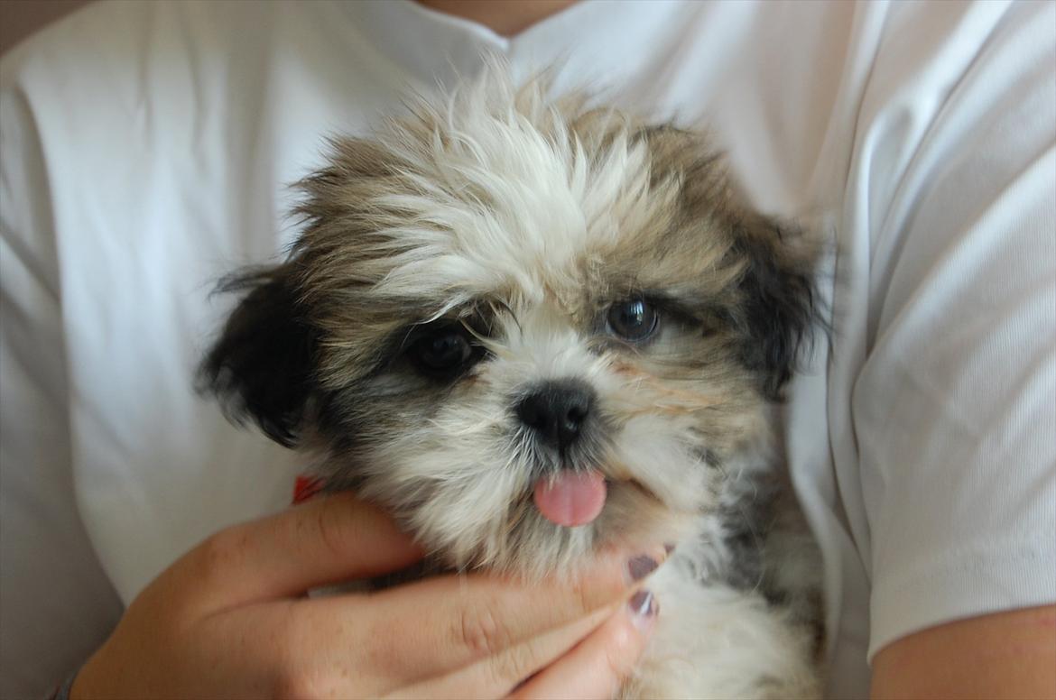 Shih tzu Topper - Topper har det med at række tunge ;-) 
- 12 uger billede 7