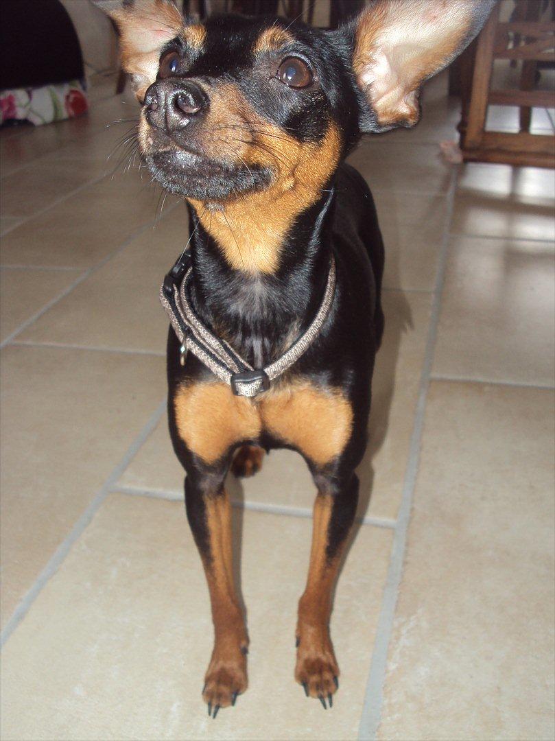 Prazsky krysarik Cleo (Bims) billede 12