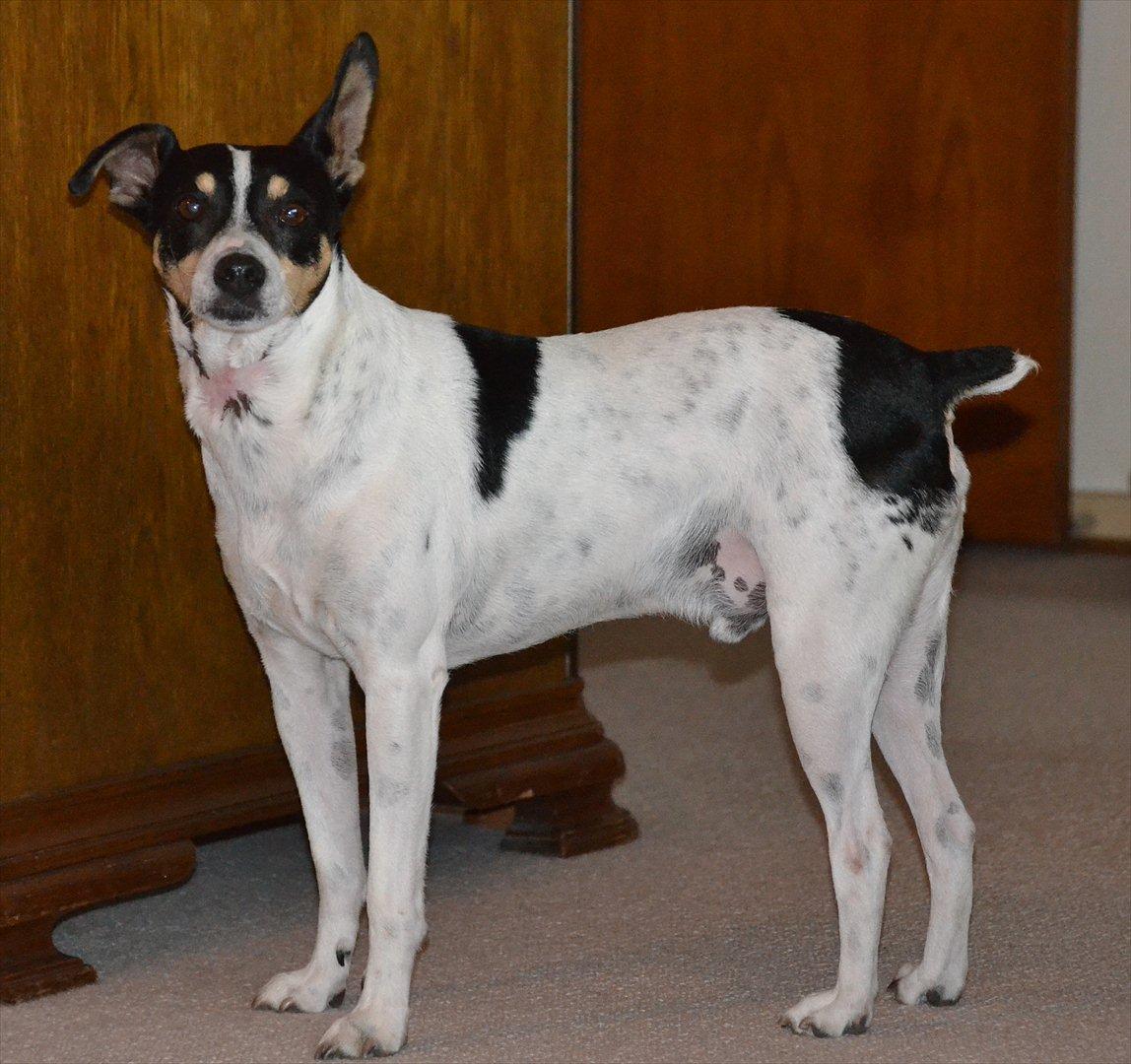 Bodeguero peugeot billede 18