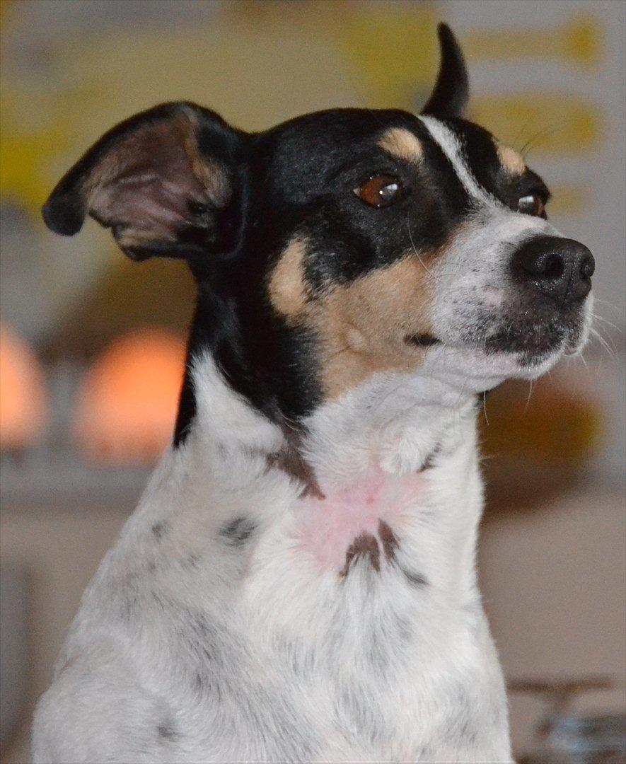 Bodeguero peugeot billede 19