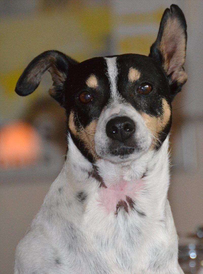 Bodeguero peugeot billede 1